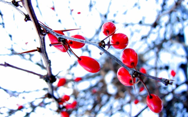 Berries and branches